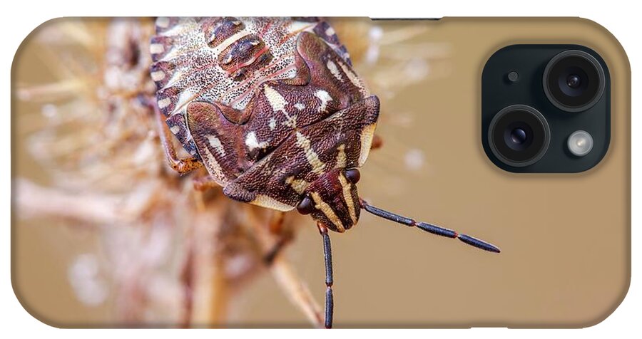 Sardinia iPhone Case featuring the photograph Immature Shield Bug #1 by Heath Mcdonald/science Photo Library