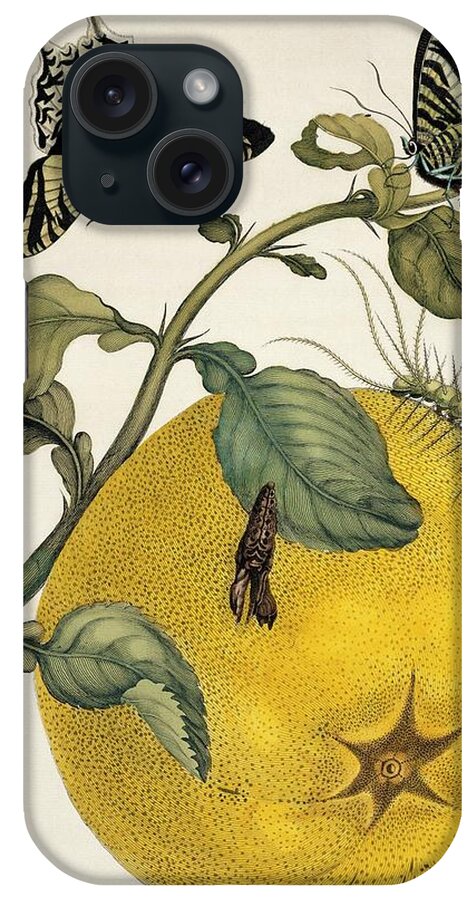 Insects Of Surinam iPhone Case featuring the photograph Insects Of Surinam #1 by Natural History Museum, London/science Photo Library