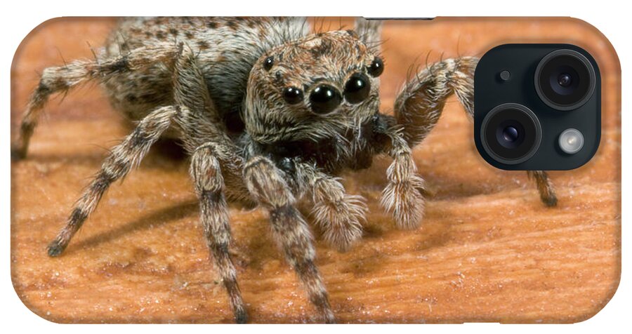 Arachnid iPhone Case featuring the photograph Jumping Spider #1 by Nigel Downer