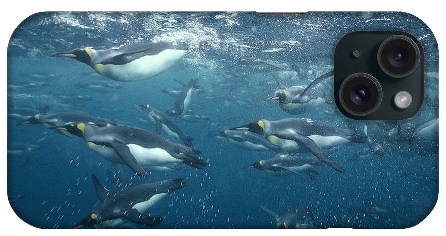 Feb0514 iPhone Case featuring the photograph King Penguins Swimming Macquarie Isl #1 by Tui De Roy