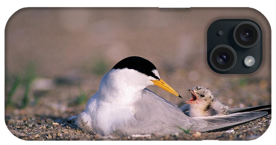 Bird iPhone Case featuring the photograph Least Tern #1 by Paul J. Fusco