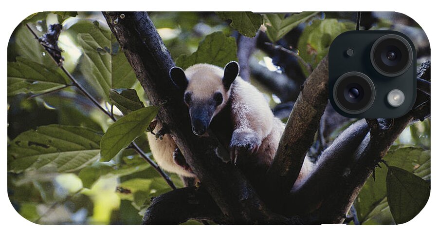 Southern Tamandua iPhone Case featuring the photograph Lesser Anteater #1 by Gregory G. Dimijian, M.D.
