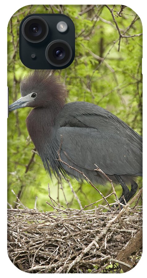 Feb0514 iPhone Case featuring the photograph Little Blue Heron On Nest Texas #1 by Tom Vezo
