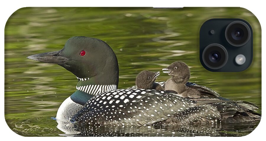 Common Loon iPhone Case featuring the photograph Loon Parent with Two Chicks #1 by John Vose