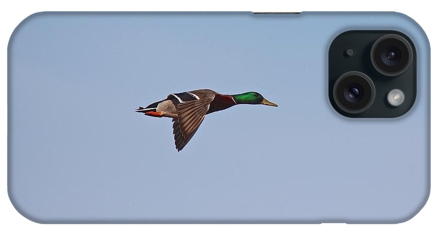 Duck iPhone Case featuring the photograph Mallard Drake Flight #1 by John Dart