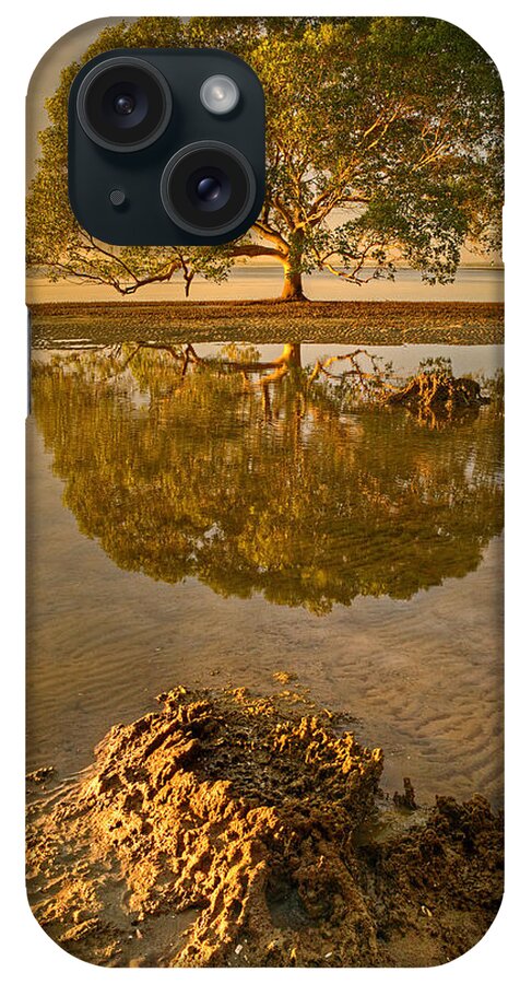 2013 iPhone Case featuring the photograph Mangrove Tree #1 by Robert Charity
