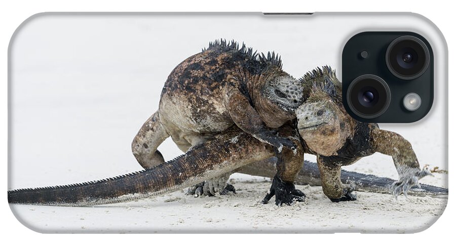 Tui De Roy iPhone Case featuring the photograph Marine Iguana Males Fighting Turtle Bay #3 by Tui De Roy