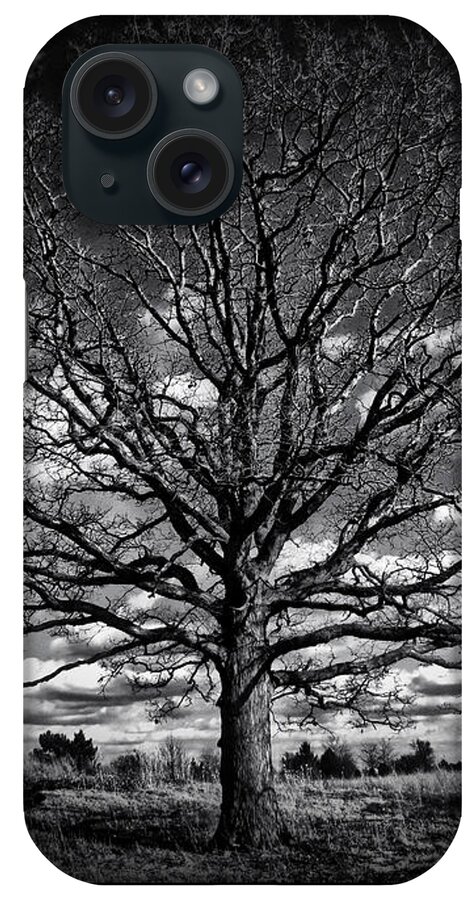 Tree iPhone Case featuring the photograph Marion Oaks by September Stone