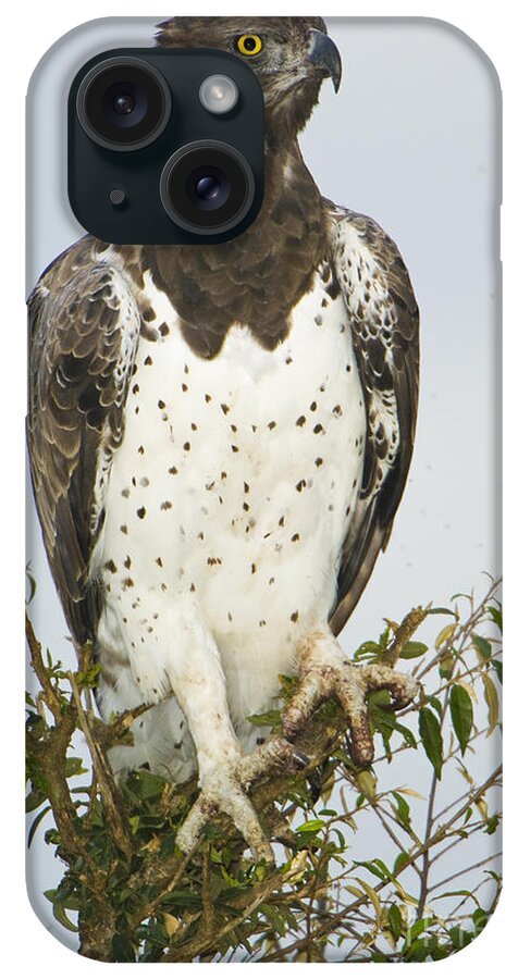 African Fauna iPhone Case featuring the photograph Martial Eagle #1 by John Shaw