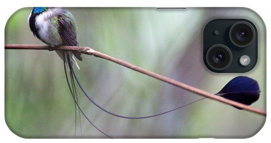Peru iPhone Case featuring the photograph Marvelous Spatuletail #1 by Max Waugh