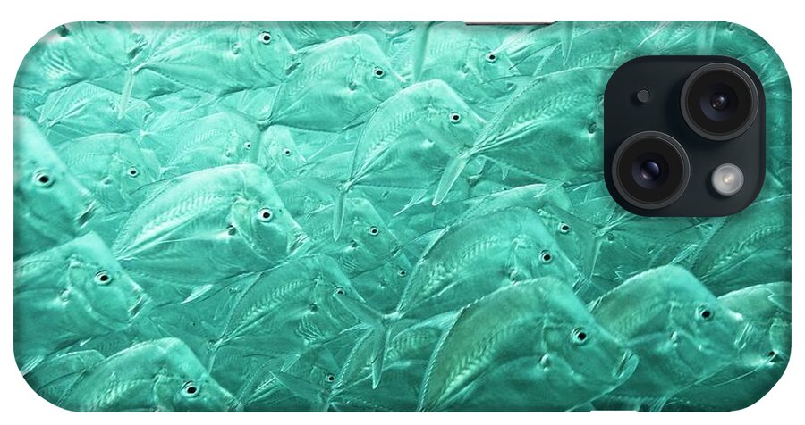 Selene Brevoortii iPhone Case featuring the photograph Mexican Lookdown Shoal #1 by Christopher Swann