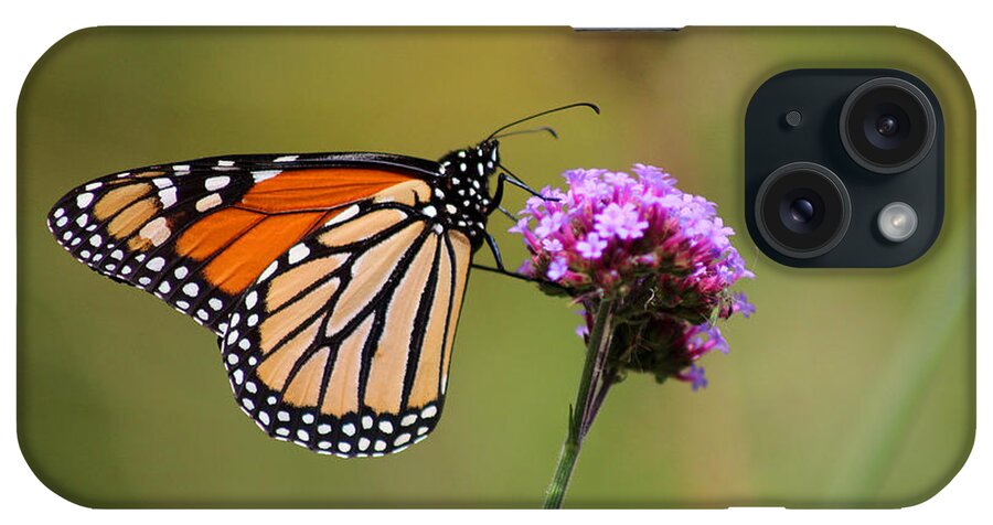 Monarch iPhone Case featuring the photograph Monarch Butterfly #2 by Karen Adams