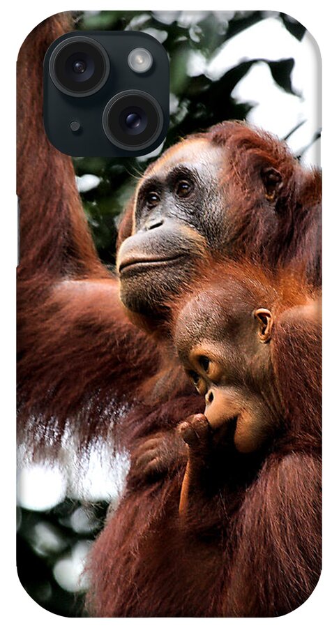 Mother and Baby Orangutan Borneo #1 iPhone Case by Carole-Anne Fooks - Fine  Art America