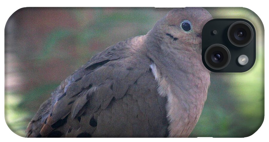 Bird iPhone Case featuring the photograph Mourning Dove #1 by Karen Adams