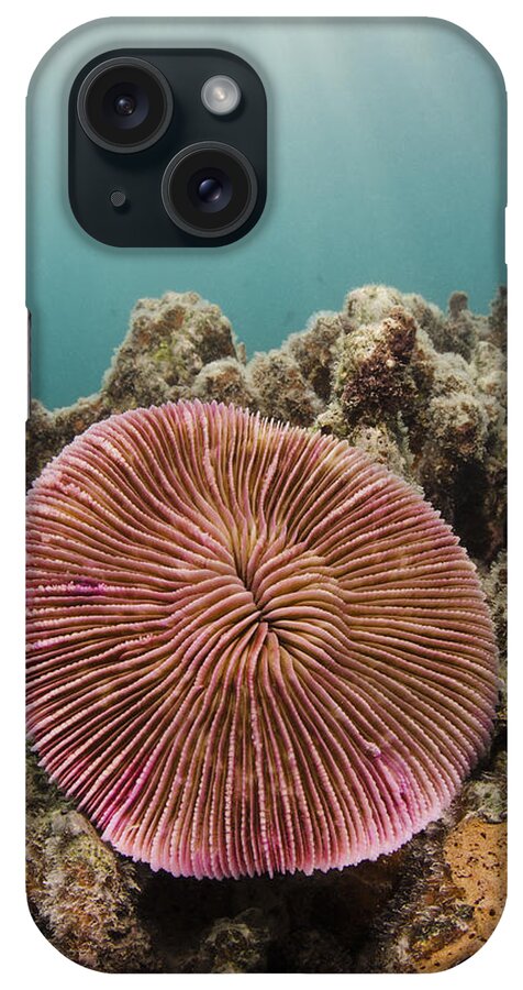 Pete Oxford iPhone Case featuring the photograph Mushroom Coral Fiji #1 by Pete Oxford