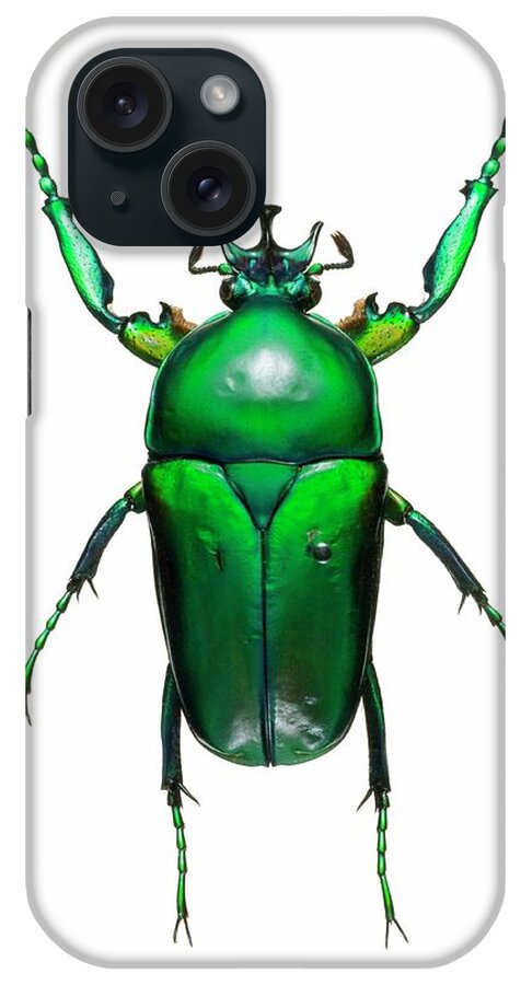 Neptunides Stanleyi iPhone Case featuring the photograph Neptunides Flower Beetle #1 by Lawrence Lawry