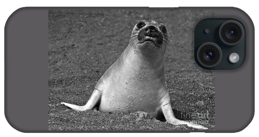 Mirounga Angustirostris iPhone Case featuring the photograph Northern Elephant Seal Weaner #1 by Liz Leyden