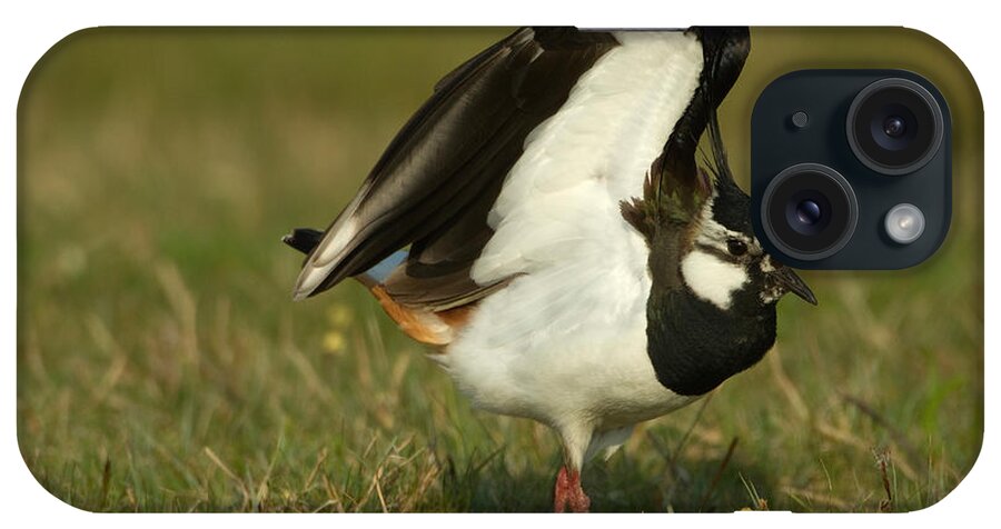 Northern Lapwing iPhone Case featuring the photograph Northern Lapwing #1 by Helmut Pieper