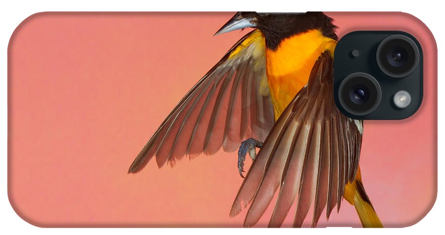 Nature iPhone Case featuring the photograph Oh Oh Oriole #1 by Gerry Sibell