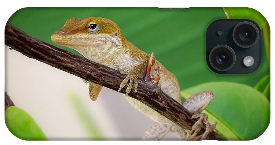 Lizard iPhone Case featuring the photograph On Guard #1 by TK Goforth