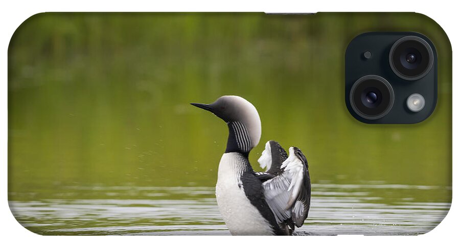 Alaska iPhone Case featuring the photograph Pacific Loon #1 by John Shaw