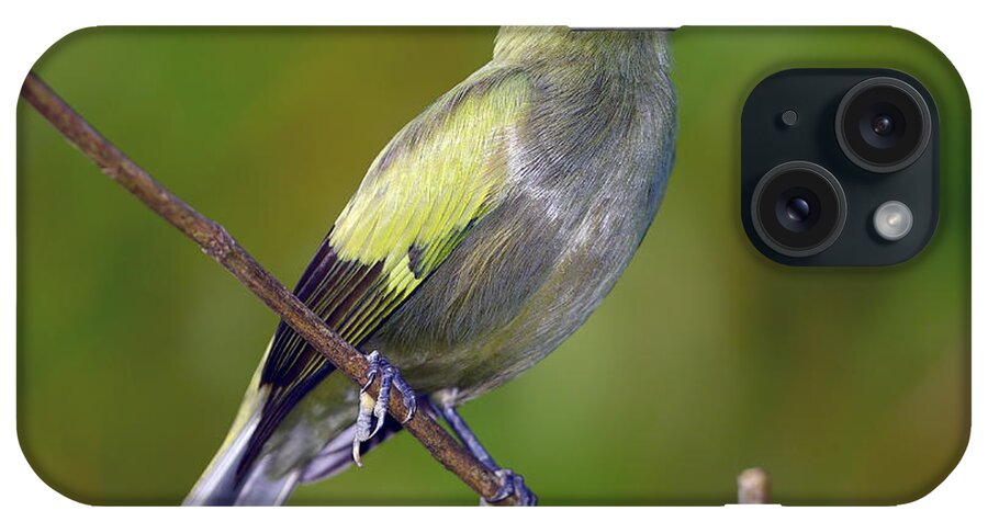 Palm Tanager iPhone Case featuring the photograph Palm Tanager #2 by Tony Beck