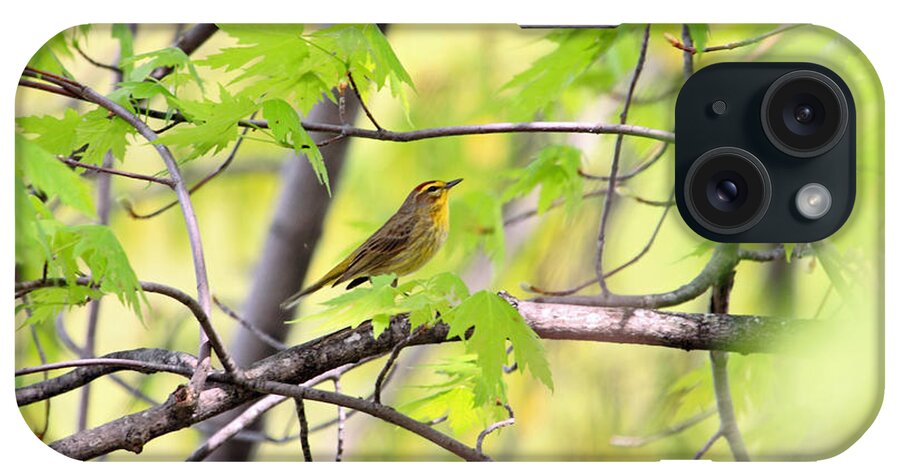 Palm Warbler iPhone Case featuring the photograph Palm Warbler #1 by PJQandFriends Photography