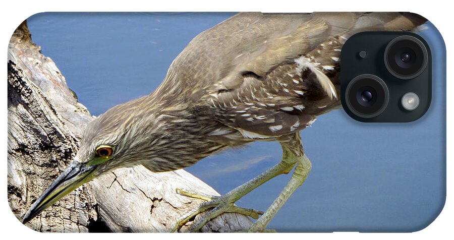 Water iPhone Case featuring the photograph Bird on Driftwood by Bob Slitzan