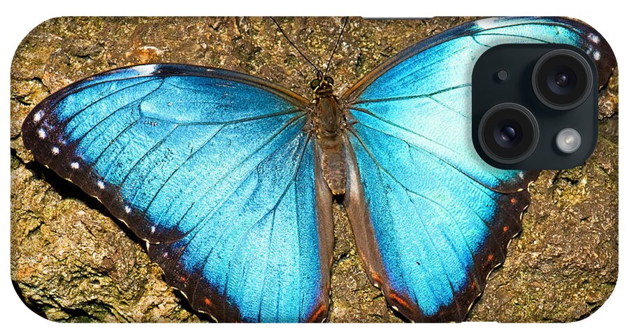 Nature iPhone Case featuring the photograph Peleides Blue Morpho #1 by Millard H. Sharp