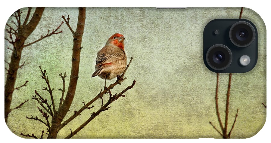 Finch iPhone Case featuring the photograph Perched #1 by Rebecca Cozart