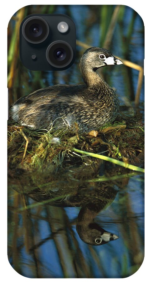 Feb0514 iPhone Case featuring the photograph Pied-billed Grebe Nesting Texas #1 by Tom Vezo
