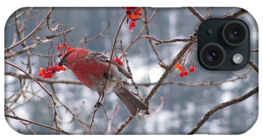 Pine iPhone Case featuring the photograph Pine Grosbeak and Mountain Ash #1 by Leone Lund