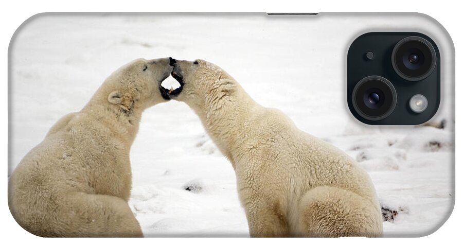 Day iPhone Case featuring the photograph Polar Bears Play Fighting At Churchill #1 by Tom Soucek