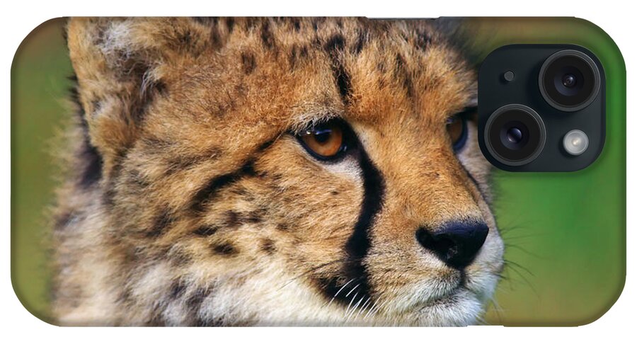 Portrait iPhone Case featuring the photograph Portrait of a cheetah cub #1 by Nick Biemans