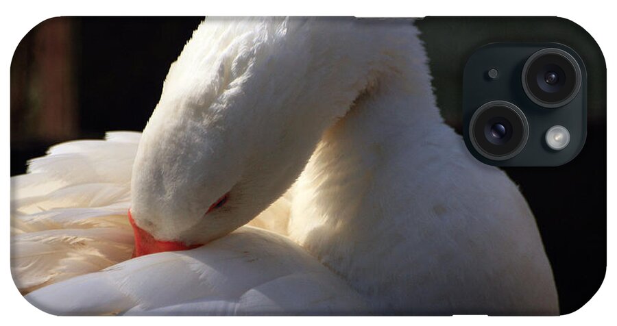 St James Lake iPhone Case featuring the photograph Preening Goose by Jeremy Hayden