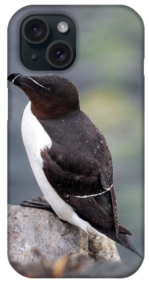 Alca Torda iPhone Case featuring the photograph Razorbill #1 by Simon Booth/science Photo Library