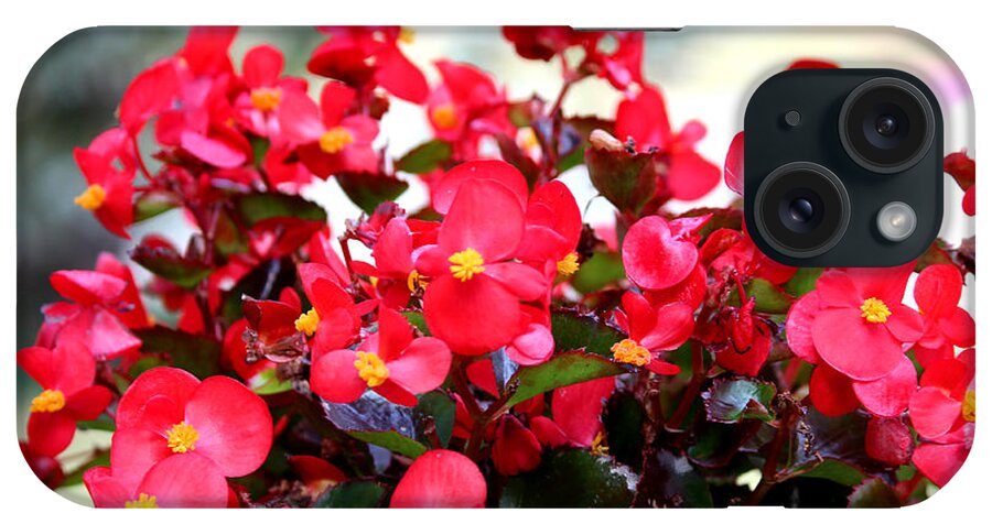 Flower iPhone Case featuring the photograph Red Begonia by Cynthia Snyder
