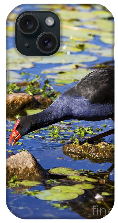 Lake iPhone Case featuring the photograph Red Billed Coot by Jorgo Photography