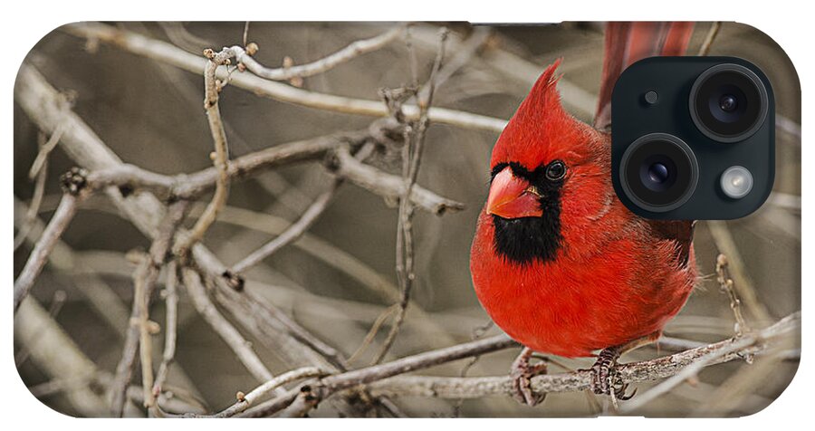 Male iPhone Case featuring the photograph Red Cardinal #1 by JT Lewis