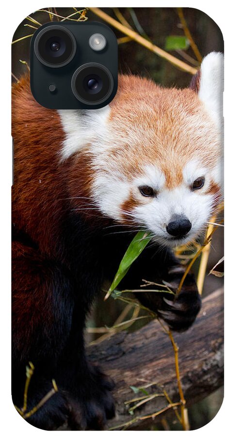 Animal iPhone Case featuring the photograph Red Panda Ailurus Fulgens In Captivity #1 by David Kenny