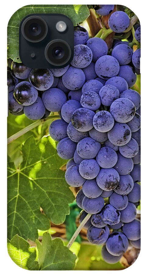 Colorado Wine iPhone Case featuring the photograph Red Wine Grapes Hanging on the Vine #1 by Teri Virbickis