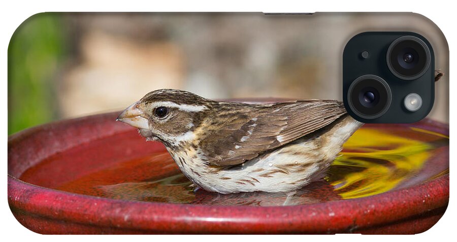 June iPhone Case featuring the photograph Rose-breasted Grosbeak Female At Bird #1 by Linda Freshwaters Arndt