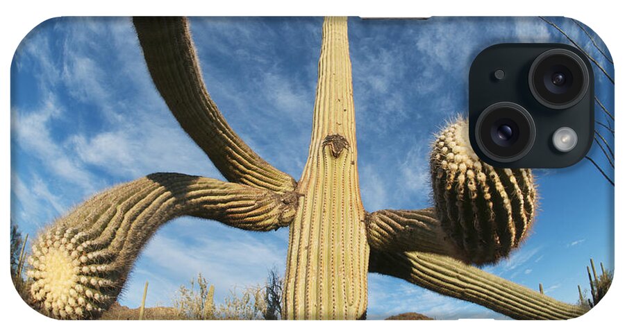 Feb0514 iPhone Case featuring the photograph Saguaro Cactus Saguaro Np Arizona #1 by Kevin Schafer