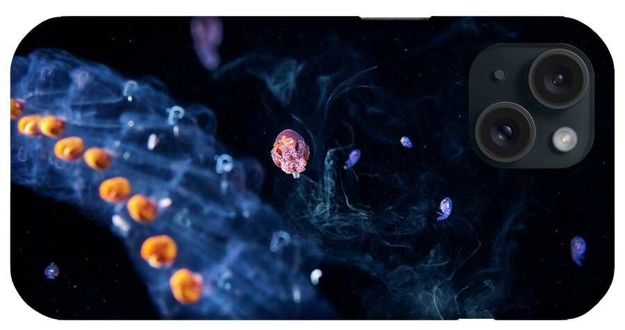 Amphipod iPhone Case featuring the photograph Salps #1 by Alexander Semenov/science Photo Library