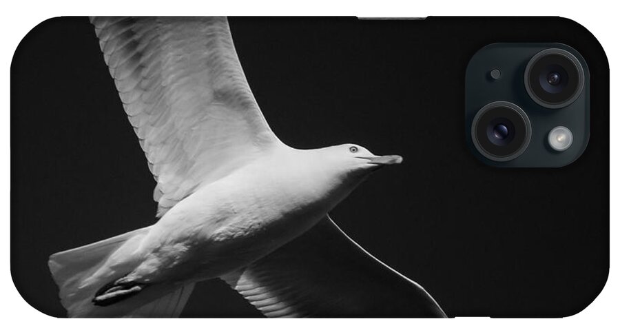 Seagull iPhone Case featuring the photograph Seagull Underglow - Black and White by Kirkodd Photography Of New England