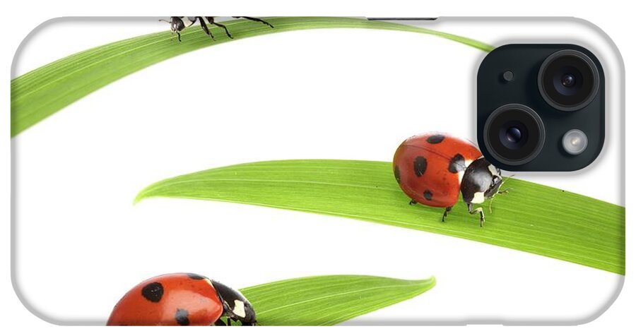 Indoors iPhone Case featuring the photograph Seven-spot Ladybirds #1 by Science Photo Library