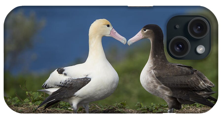 536835 iPhone Case featuring the photograph Short-tailed Albatross Courting #1 by Tui De Roy