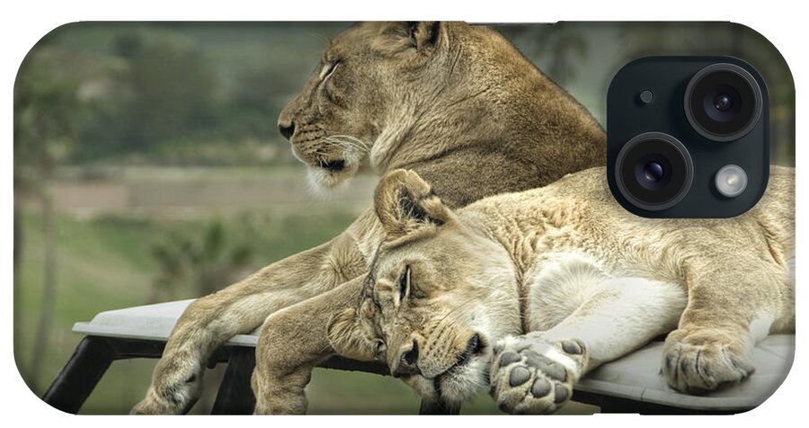Lion iPhone Case featuring the photograph Sleeping Lions #1 by Randall Nyhof