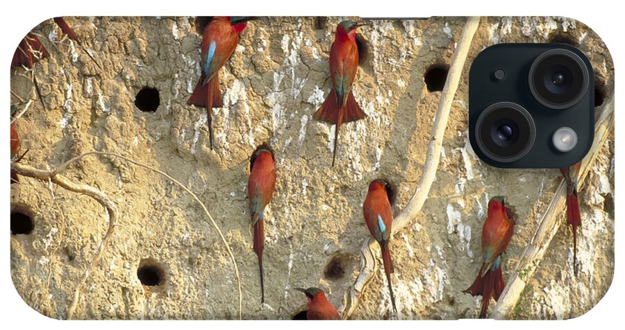 Horizontal iPhone Case featuring the photograph Southern Carmine Bee Eaters #1 by Art Wolfe
