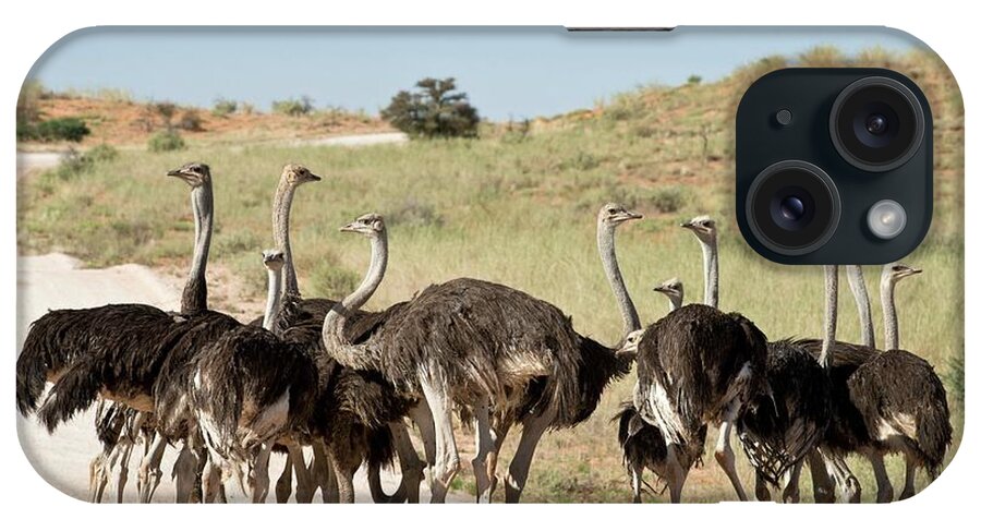 Africa iPhone Case featuring the photograph Southern Ostriches Performing Geophagia by Tony Camacho